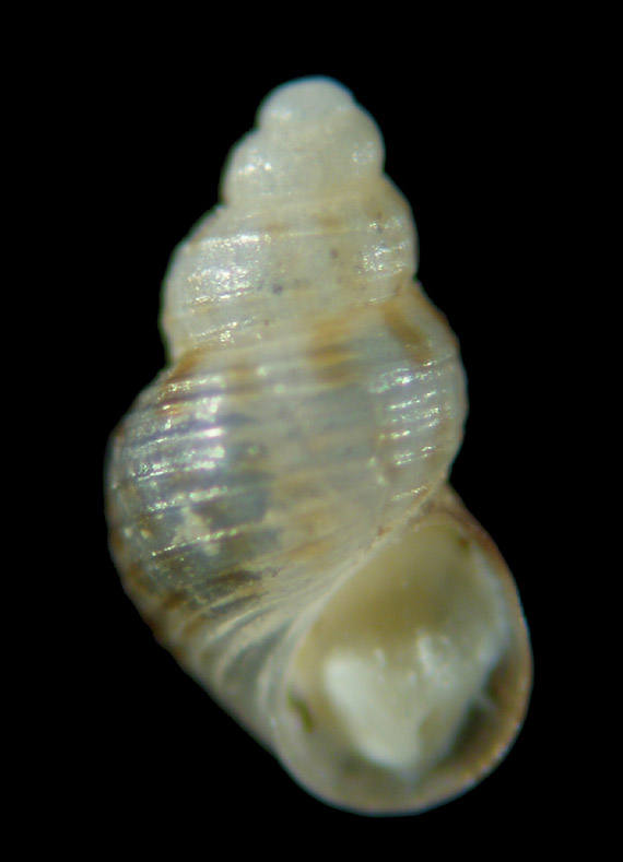 Il genere Setia e Crisilla nel Mediteraneo